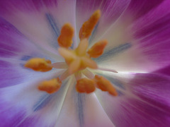 Translucent petals