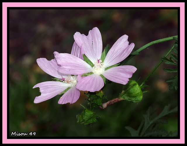 MON JARDIN