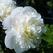 Magnificent peonies 2