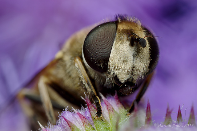 Dronefly portrait.