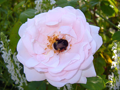 hungry bumblebee hungry bumblebee