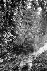 Bords du Rouloir à Conches-en-Ouche