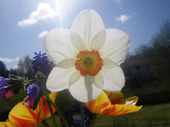 GRATTIS DAVID kramar i massor från Lena