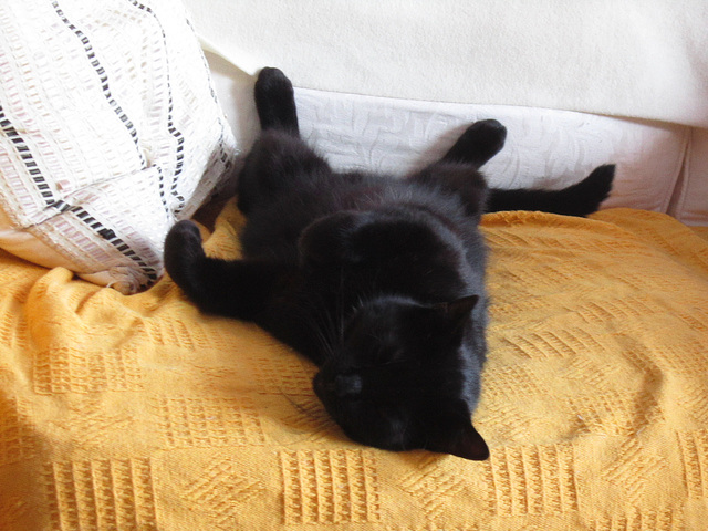 An inelegant Pippin enjoying the sofa