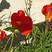 Nasturtiums enjoying the setting sun