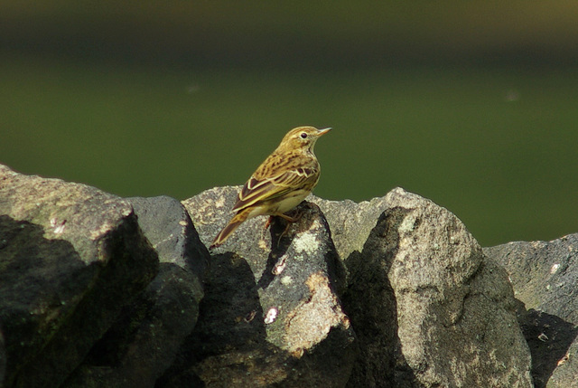 Meadow Pipit