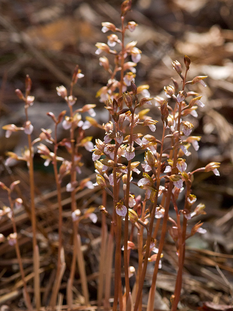 Spring Coralroot Orchid (Corallorhiza wisteriana)