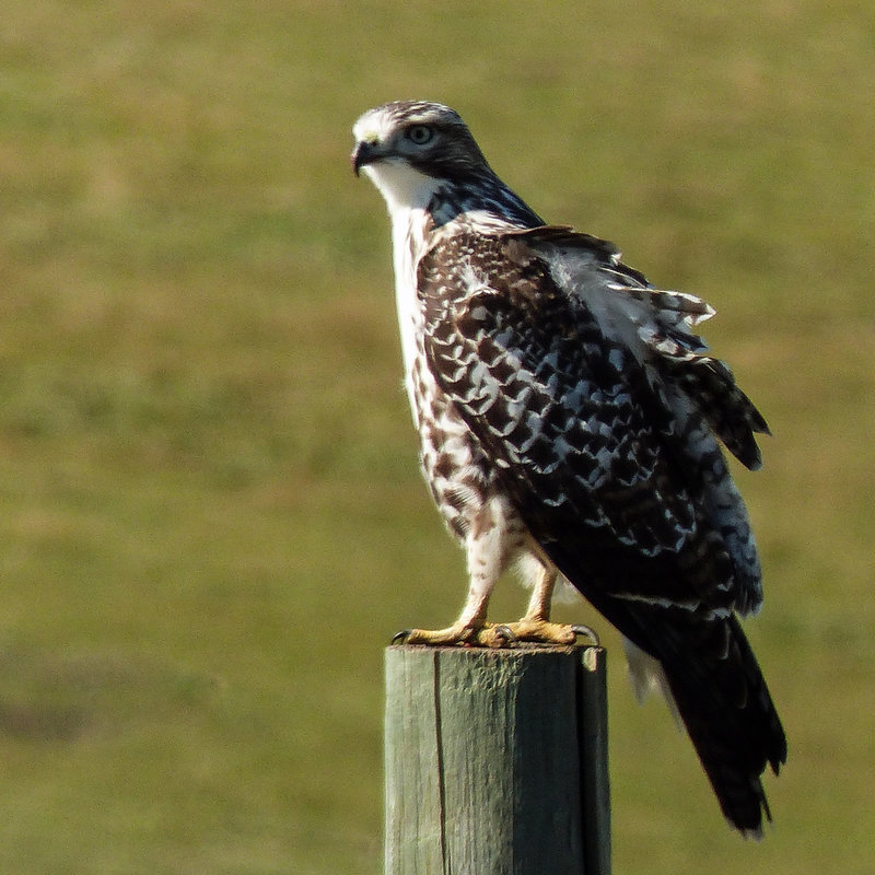 Red-tailed Hawk