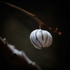 Poison Oak Berry Without Husk