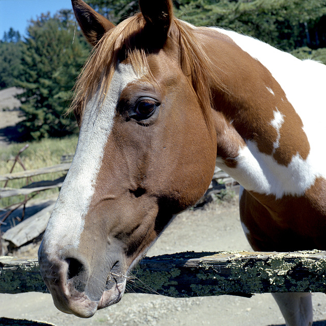 Horsing Around