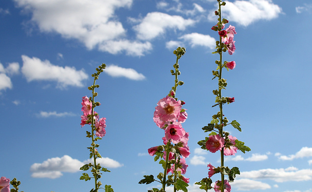 Rose- trémière