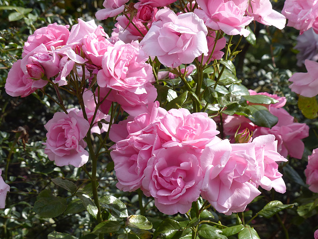 In The Rose Garden (1) - 20 June 2014