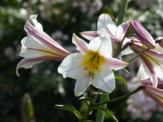 In The Rose Garden (2) - 20 June 2014