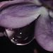 Lilac Flower and Raindrop