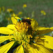 Halictid Bee (Agapostemon texanus female) on Sunflower