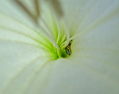 Halictid Bee (Agapostemon texanus female) inside a Moonflower