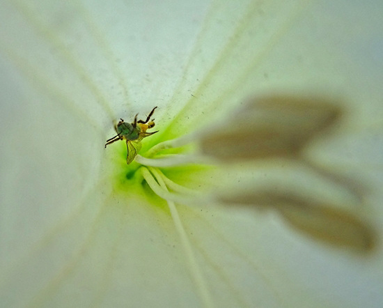 Halictid Bee (Agapostemon texanus female) inside a Moonflower