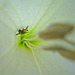 Halictid Bee (Agapostemon texanus female) inside a Moonflower