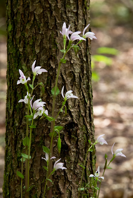 Triphora trianthophora (Three-birds Orchid)