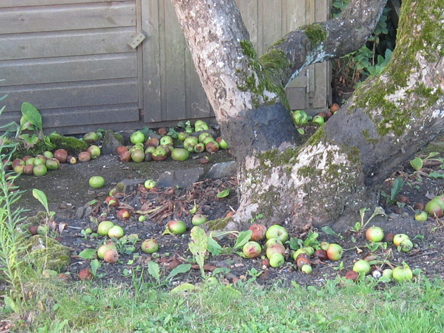 Congestion of dropped apples