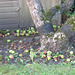 Congestion of dropped apples