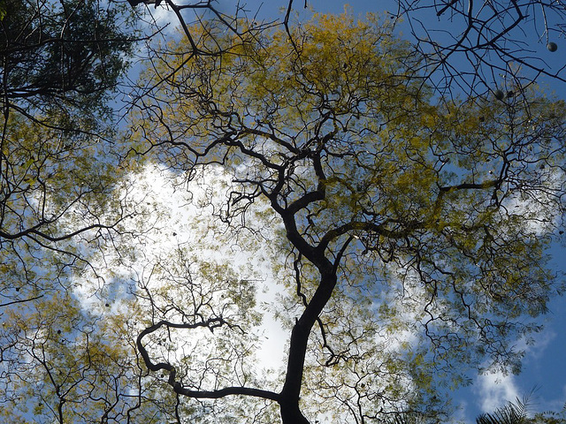 Cielo y árboles de Buenos Aires