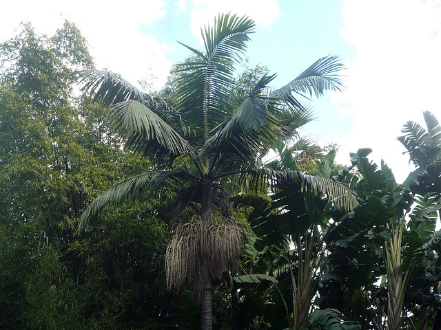 Jardín botánico de Buenos Aires