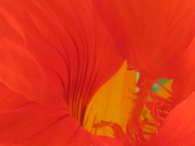 Nasturtium