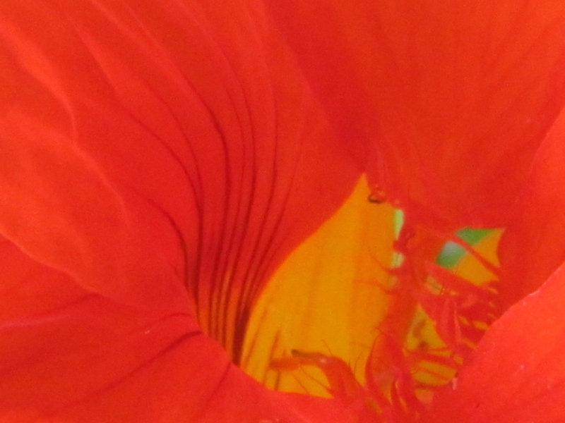 Nasturtium