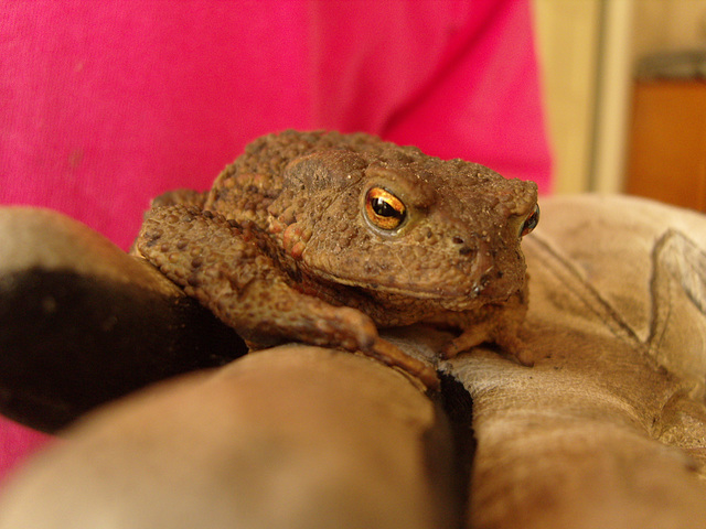 The smaller garden toad