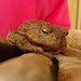 The smaller garden toad