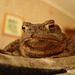 The smaller garden toad