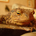 The large garden toad