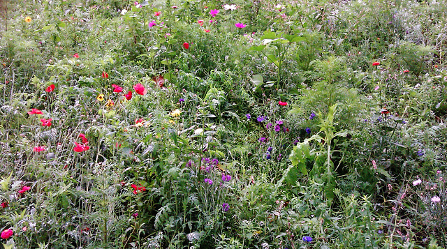 london fields wildflower meadow, hackney, london