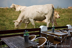 Terrasse "bucolique ! "