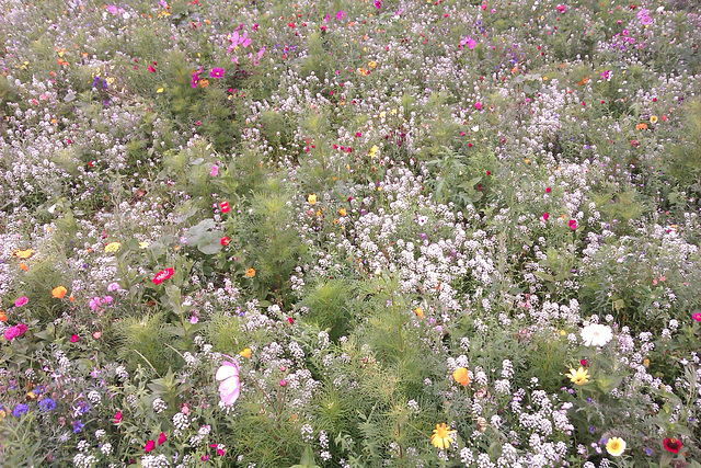 london fields wildflower meadow, hackney, london