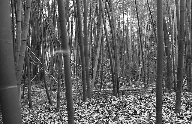 Bamboo forest_2