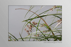 Reeds - East Blatchington Pond - 31.8.2011