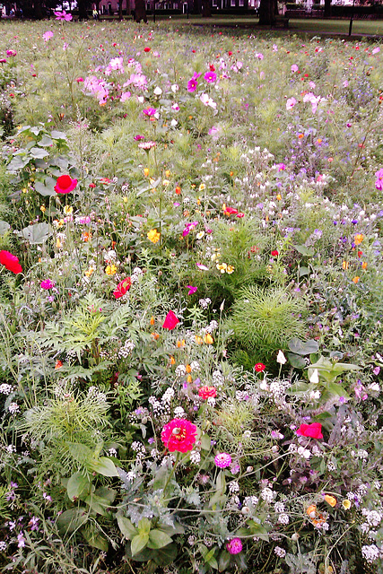 london fields wildflower meadow, hackney, london