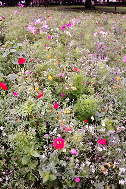 london fields wildflower meadow, hackney, london