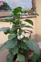 Der Eierbaum - la ovoarbo - Solanum melonga - 20 Samen