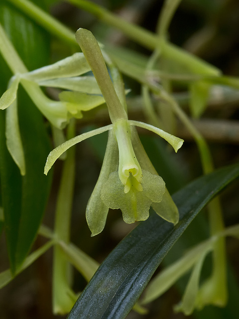 Epidendrum magnoliae (Green-fly orchid) - Broxton, Georgia