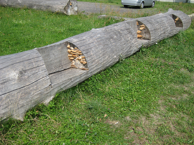 Bank mit Pilzzucht - Fröhden