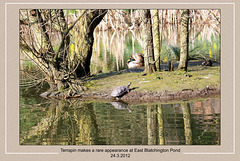 Terrapin emerges - East Blatchington Pond - 24.3.2012