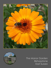 Orange flower & bee Manor Garden  Bishopstone 13 9 10
