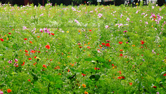 london fields wildflower meadow, hackney, london