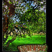 Apple tree arbour Manor Garden  Bishopstone 13 9 10