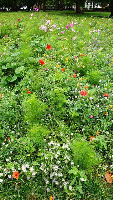 london fields wildflower meadow, hackney, london