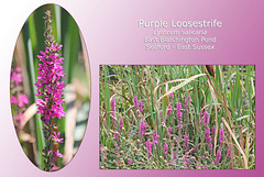 Purple Loosestrife - East Blatchington Pond - 21.8.2011
