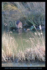 East Blatchington Pond - 27.1.2012 a